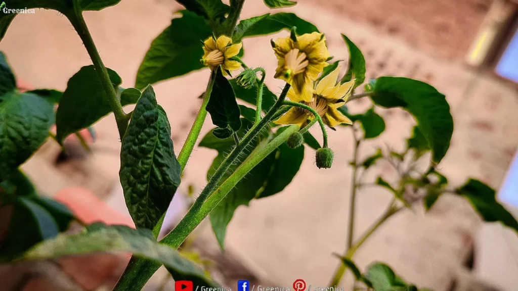 Tomato Plant Flowers