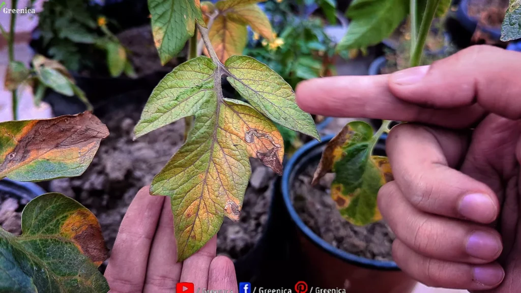 Tomato leaves Turning Yellow