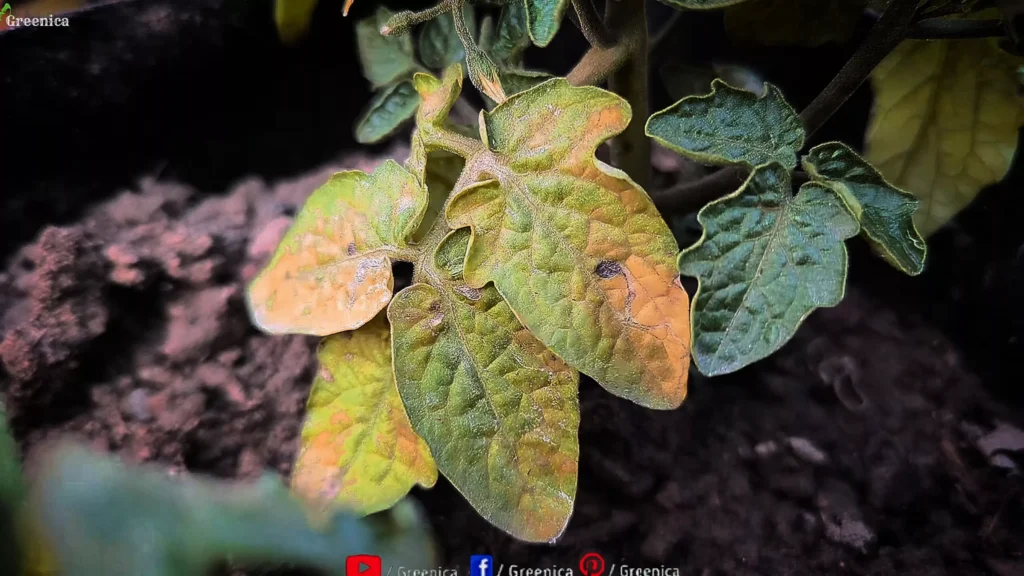 Tomato leaves Turning Yellow