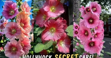 TIPS & TRICKS On Hollyhock Flower Plant Care!