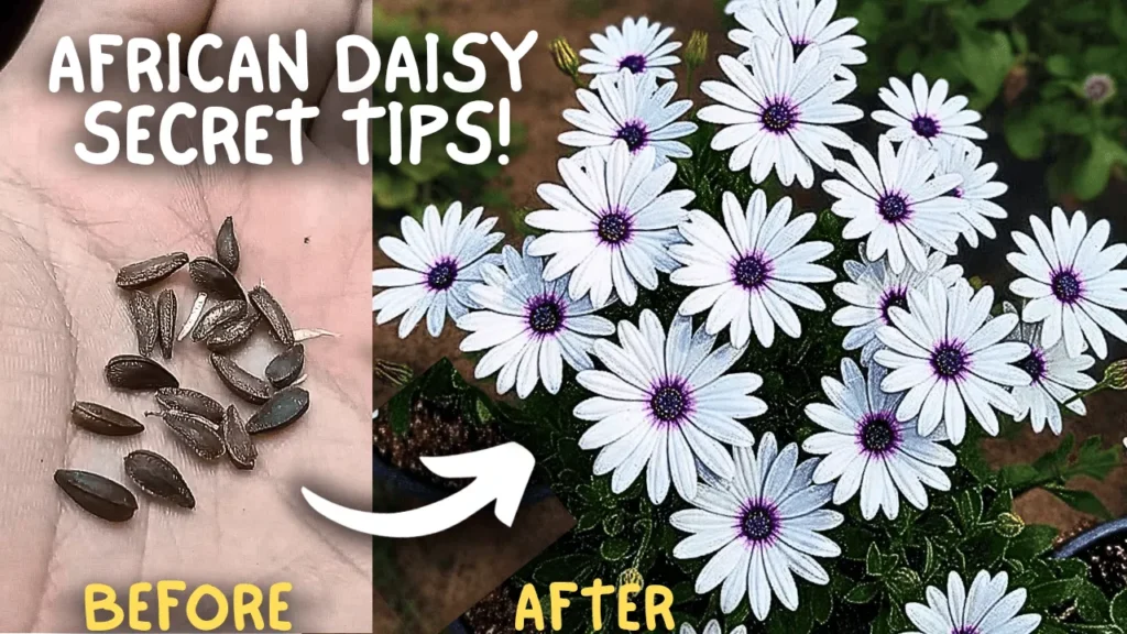 Secret Care Tips for African Daisy Flower Plants! (SEED TO FLOWERS)