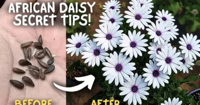 Secret Care Tips for African Daisy Flower Plants! (SEED TO FLOWERS)