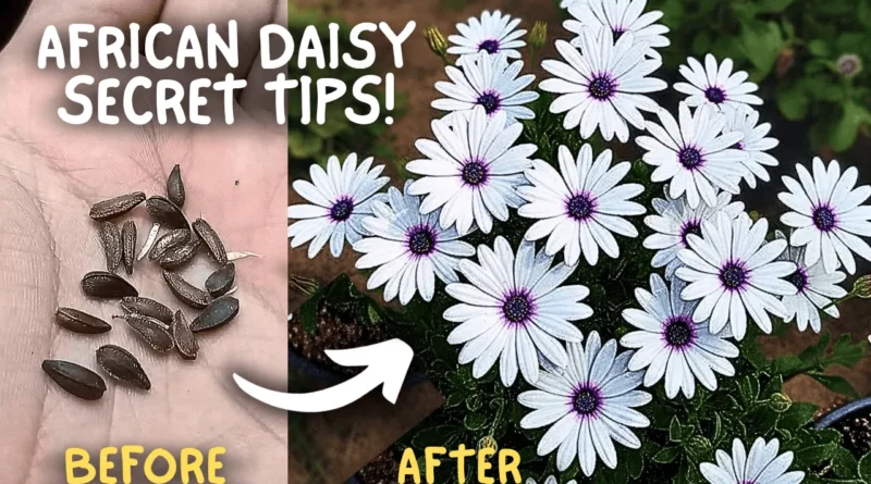 Secret Care Tips for African Daisy Flower Plants! (SEED TO FLOWERS)