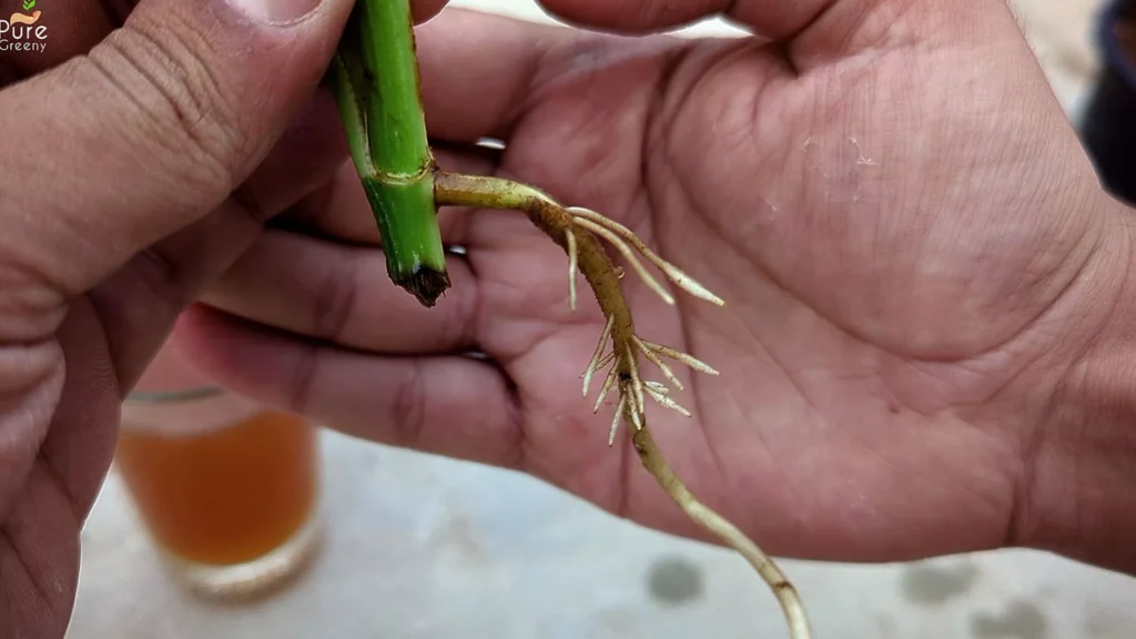 Pothos Cutting With Roots