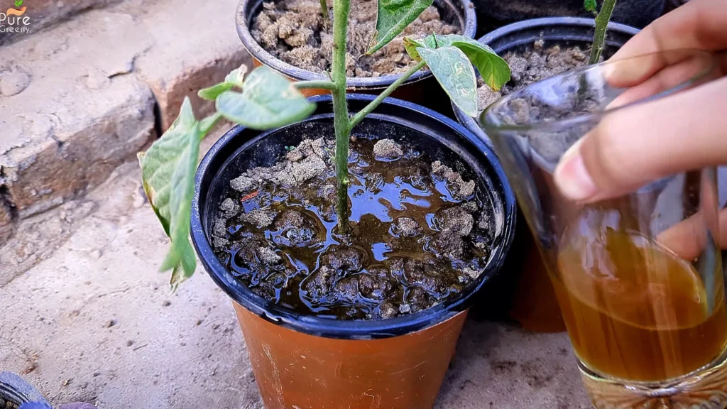 Applying Trichoderma Fungicide