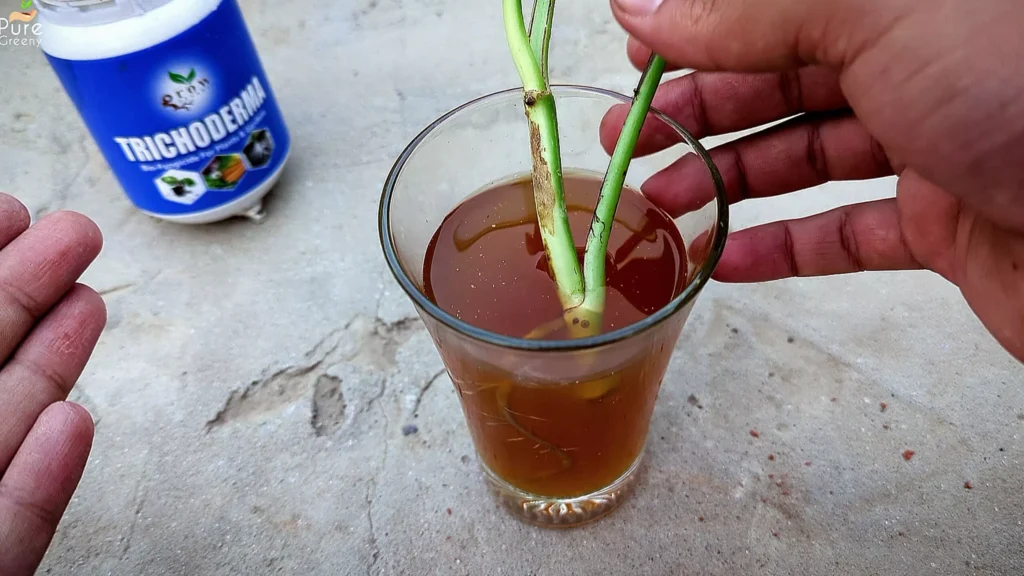 Applying Trichoderma Fungicide