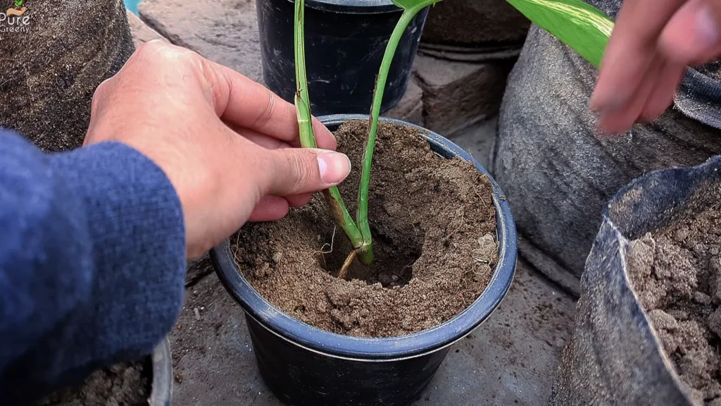 Shifting Pothos Cutting
