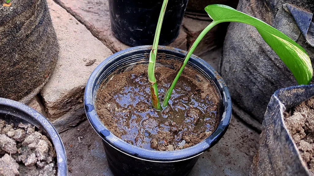 Shifting Pothos Cutting