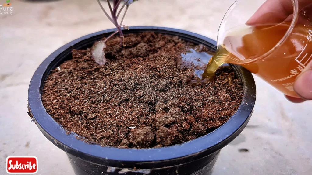 Applying Trichoderma Fungicide