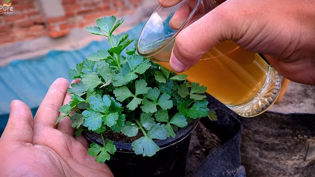 Applying Trichoderma Fungicide