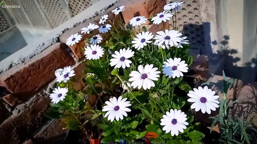 African Daisy Flowers