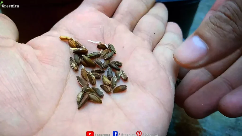 African Daisy Seeds