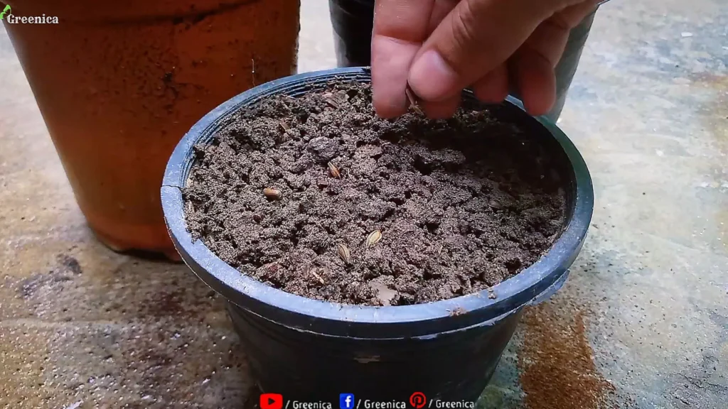 Sowing African Daisy Seeds