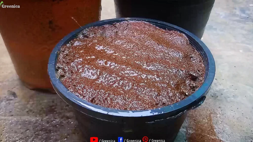 Sowing African Daisy Seeds