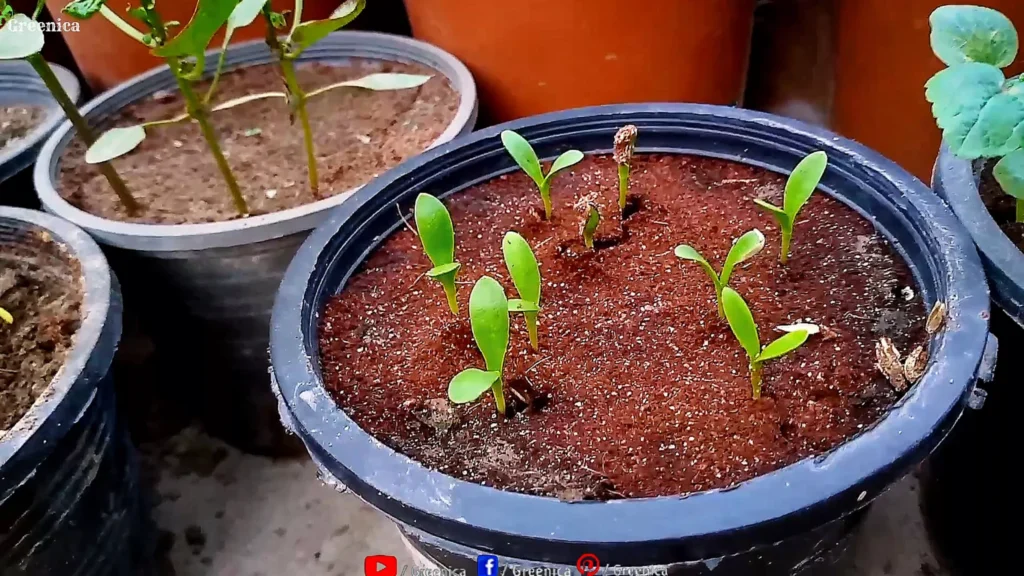 African Daisy Seedlings