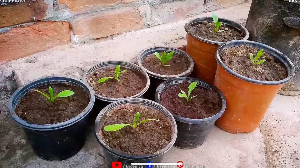 Transplanted African Daisy Seedlings