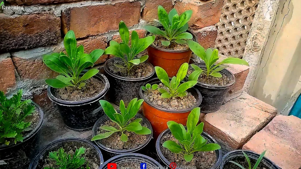 African Daisy Plants Grown From Seeds