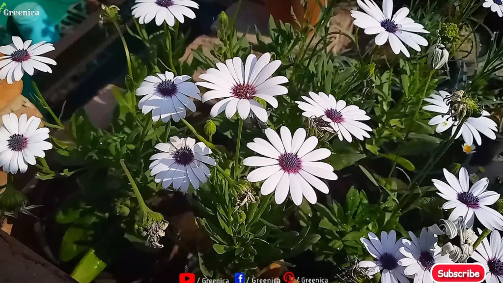 African Daisy Flowers