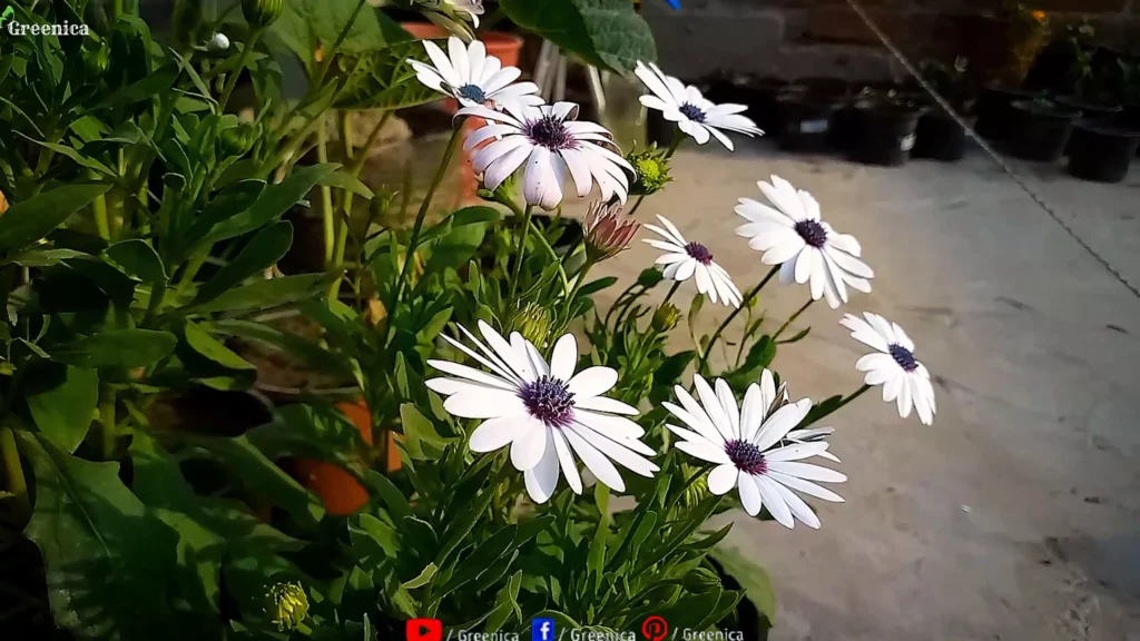 African Daisy Flowers