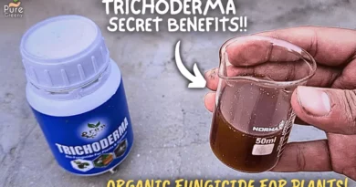What's Trichoderma Fungicide, How to Use it & What are It's Benefits?