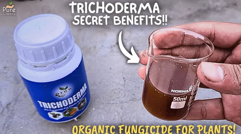 What's Trichoderma Fungicide, How to Use it & What are It's Benefits?