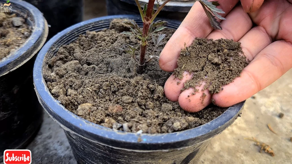 Marigold Plant's Soil Media