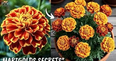 SECRETS of Growing Marigolds in Pots! (6 Care Tips)
