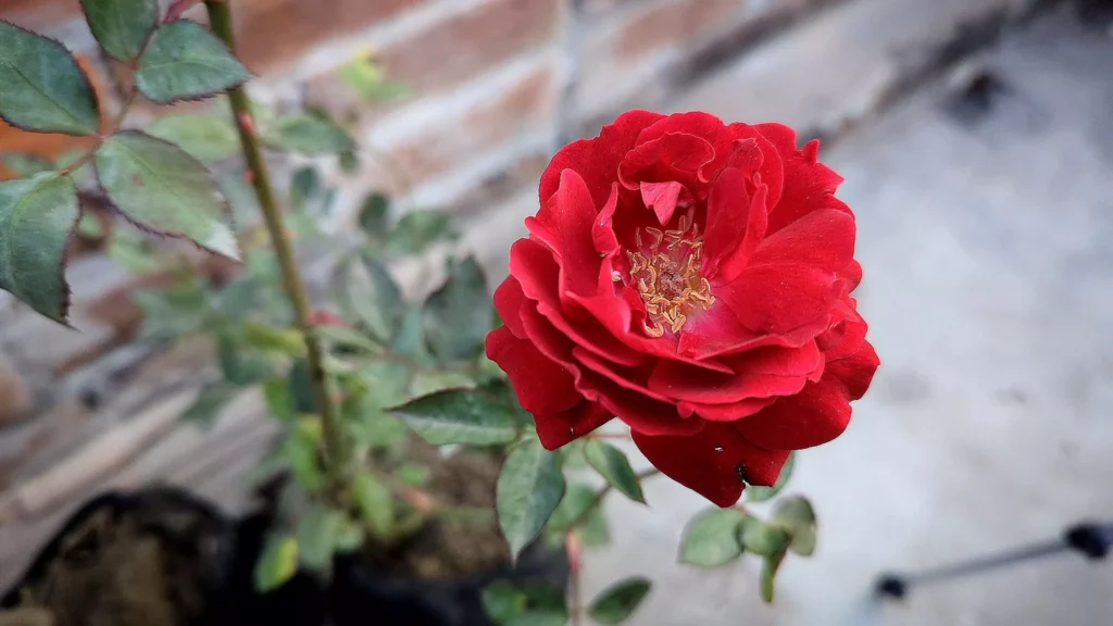 Growing Roses In Pots