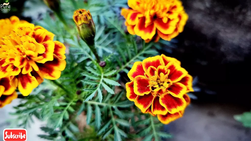 French Marigold Flowers