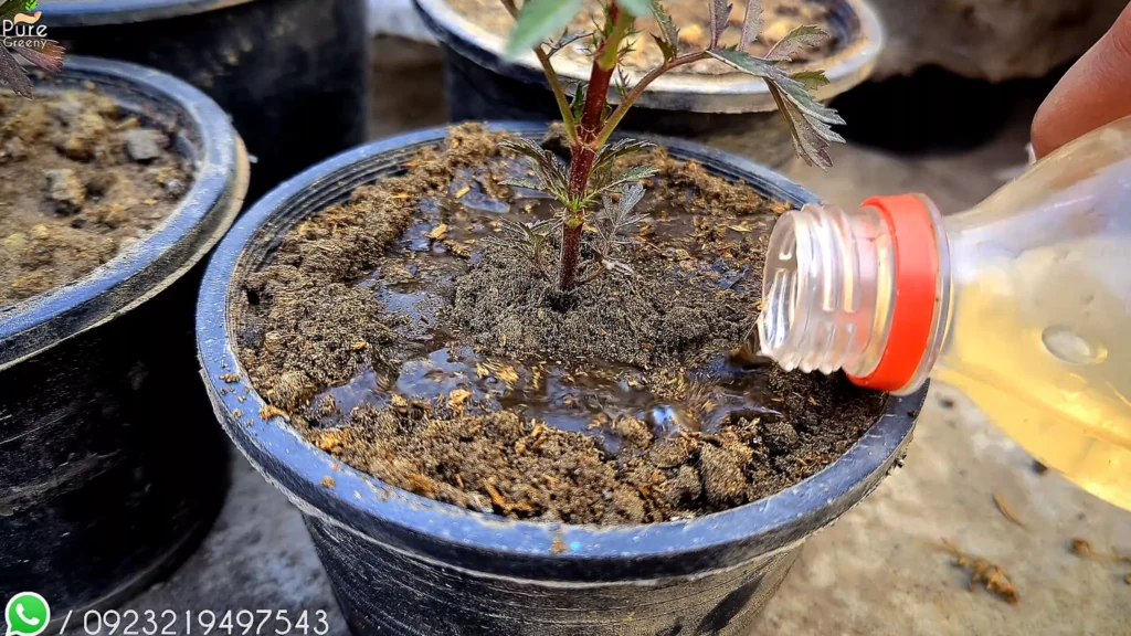 Fertilizing Marigold Plants