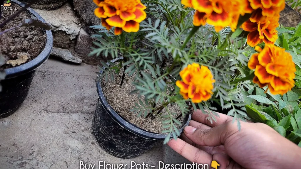 Marigold Flower Pot