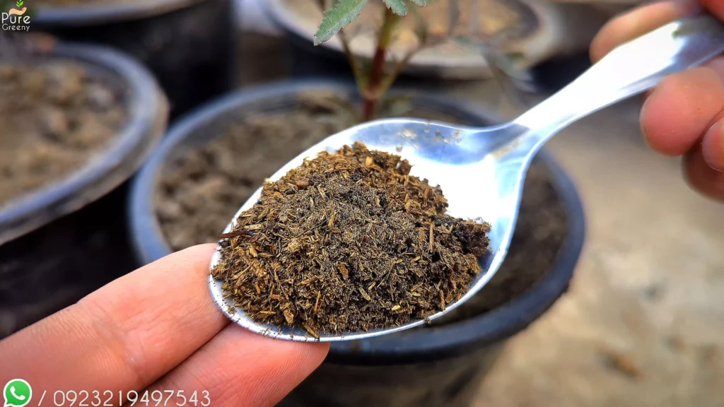 Fertilizing Marigold Plants