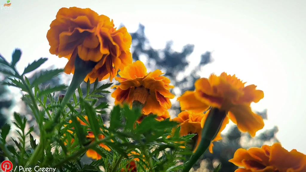 Marigold Plant In Open Area