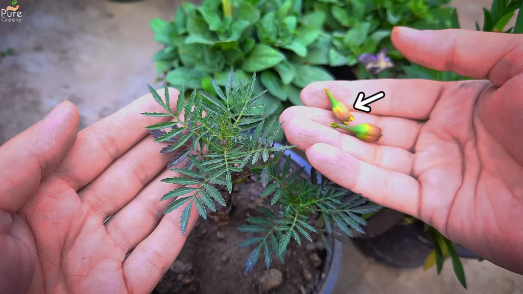 Pruning Marigold Plants