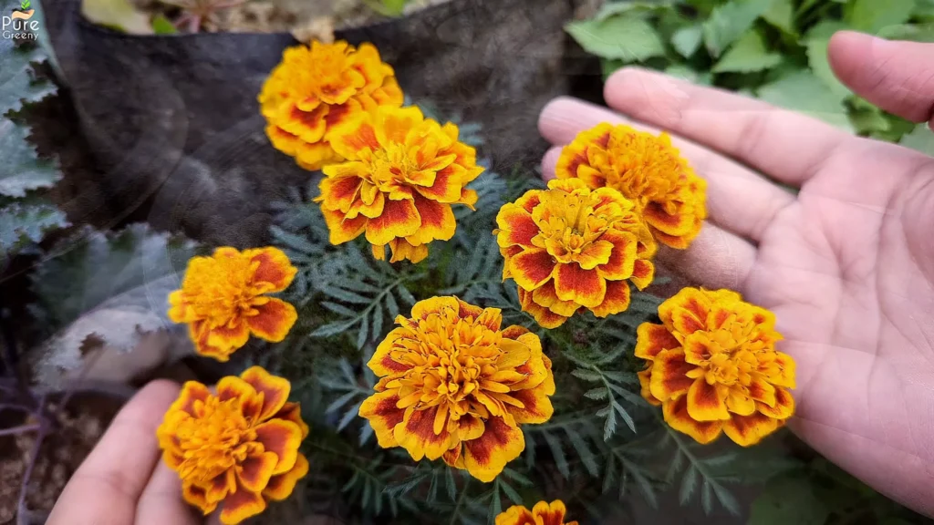 French Marigold Flowers