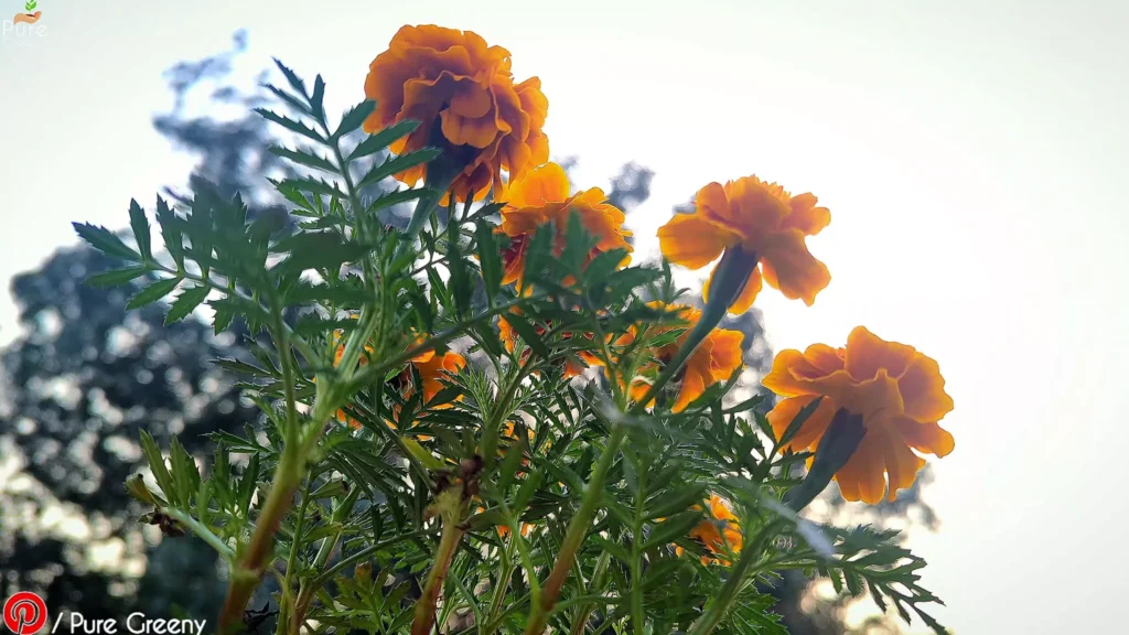 Marigold Plant In Open Area