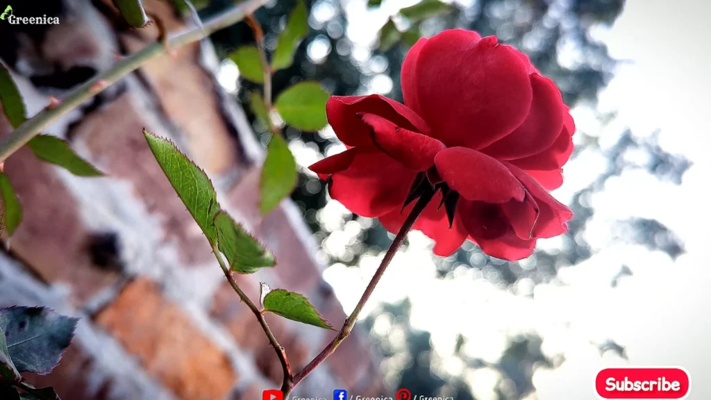 Rose Plant In Open Space