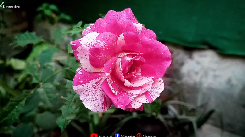 Rose Plant Flower