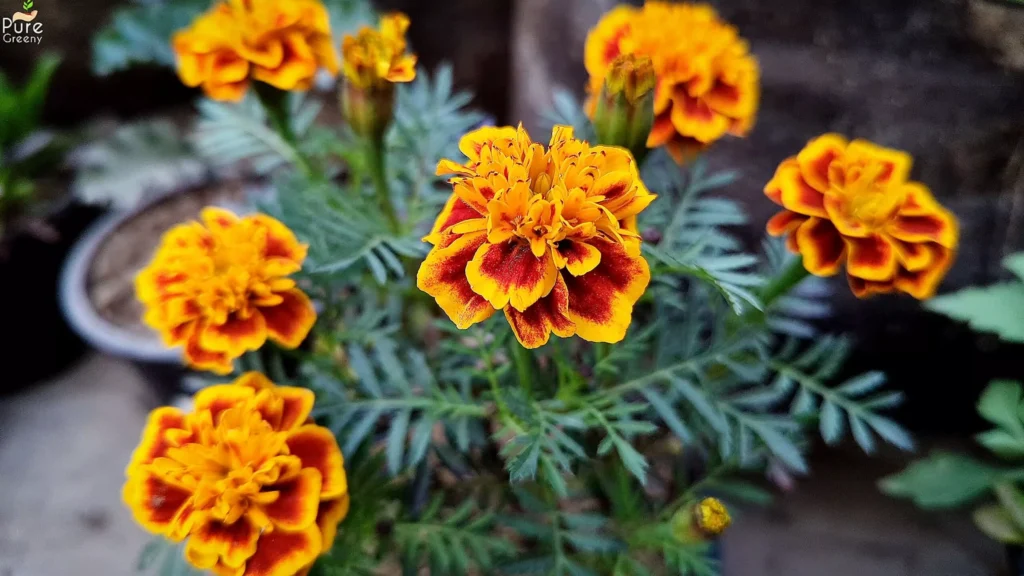 Marigold Plant Flowers