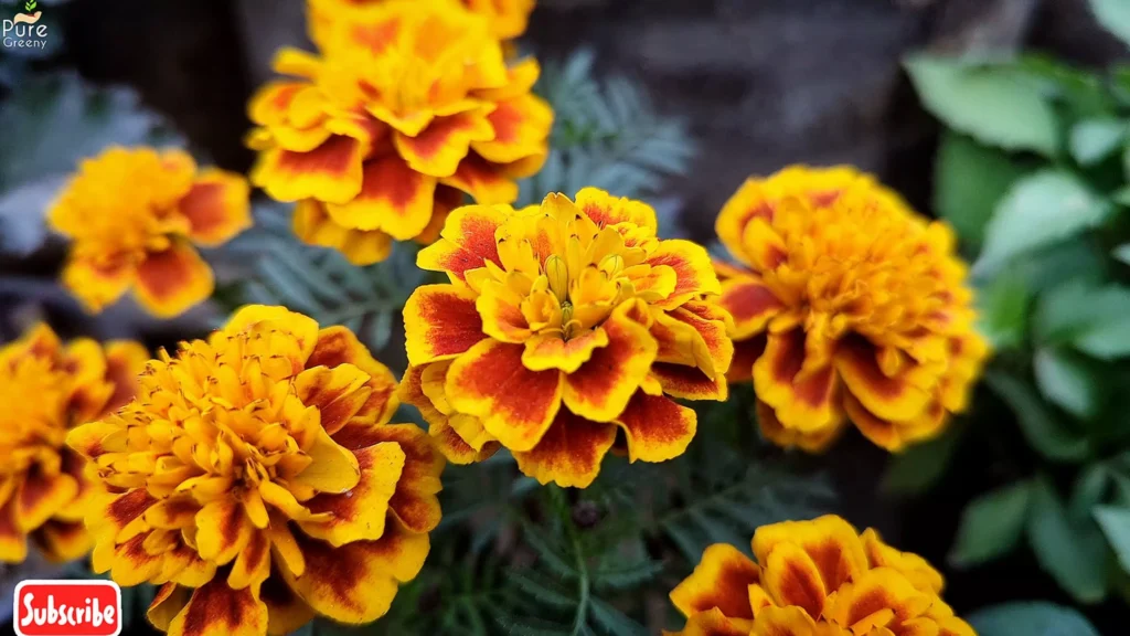 Marigold Plant Flowers