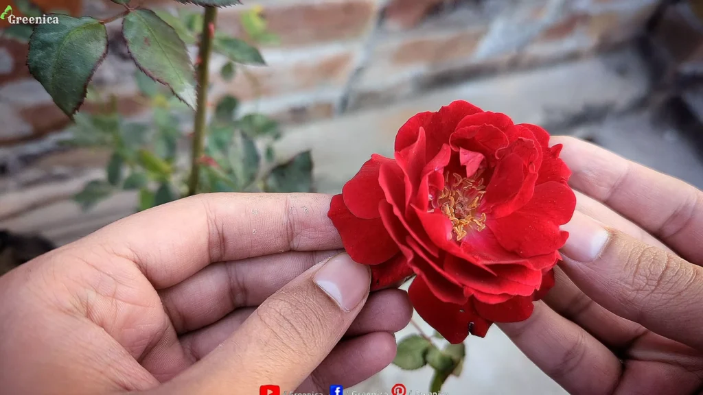 Rose Plant Care Tips