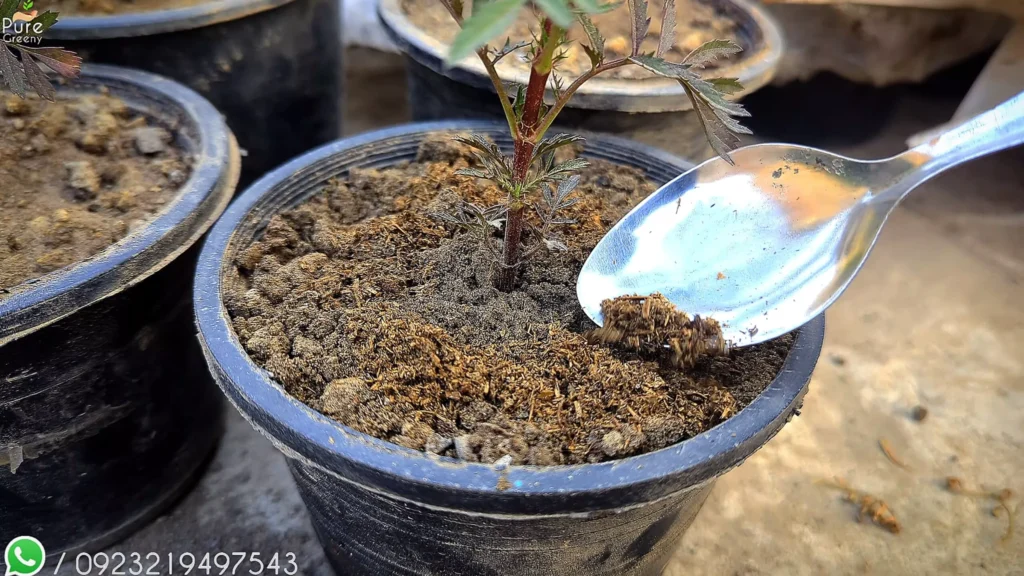 Fertilizing Marigold Plants