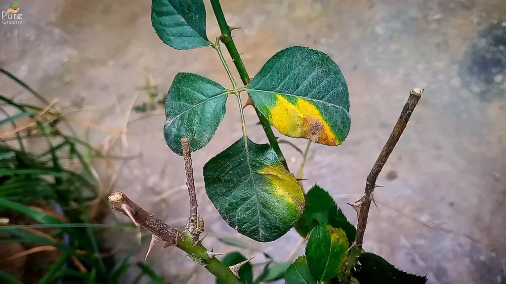 Yellow Rose Leaves