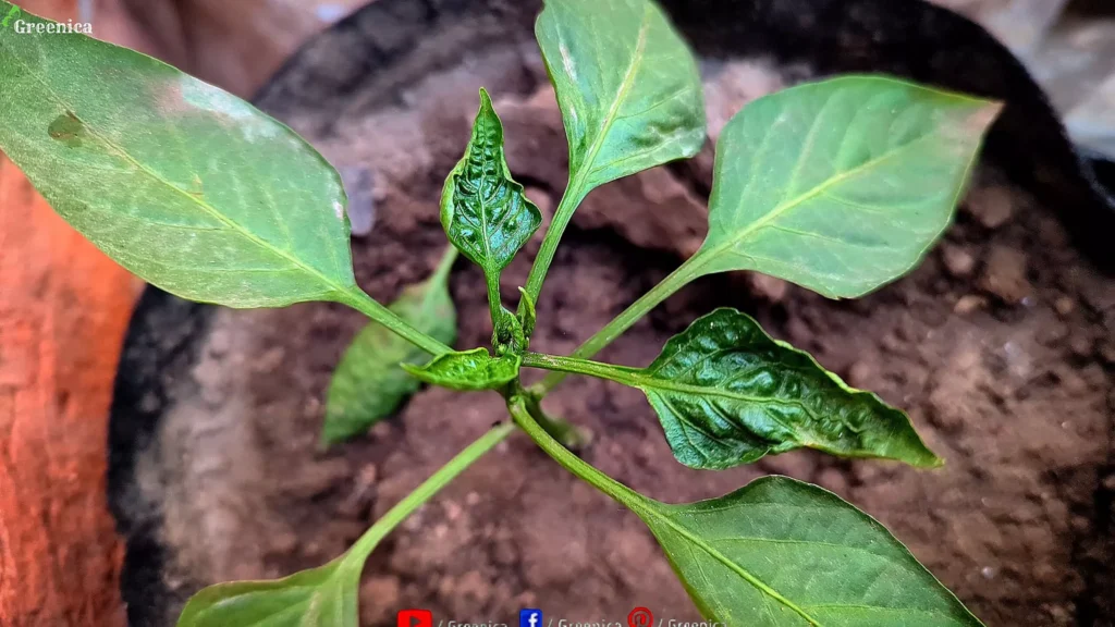 Pepper Plants Leaf Curl