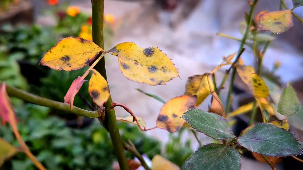 Yellow Leaves On Rose