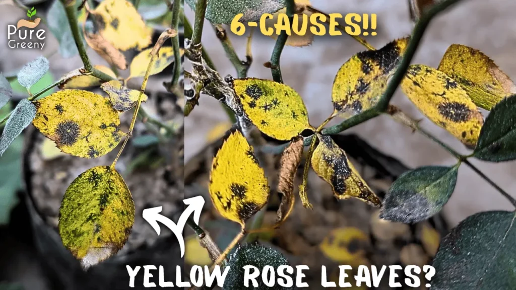 Why Does Rose Leaves Turns Yellow? & How to Fix Them?