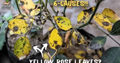 Why Does Rose Leaves Turns Yellow? & How to Fix Them?