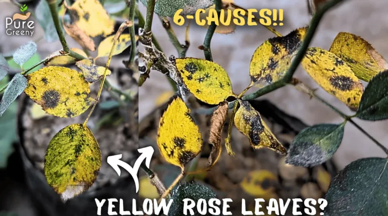 Why Does Rose Leaves Turns Yellow? & How to Fix Them?