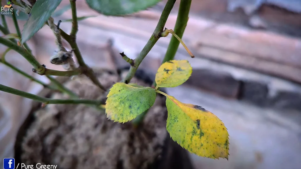 Pale Yellow Leave on Rose