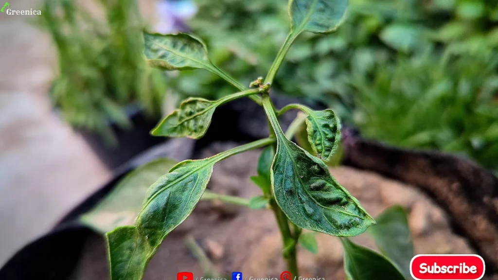 Curling pepper Leaves